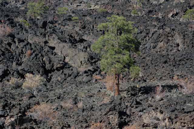 lava rocks 